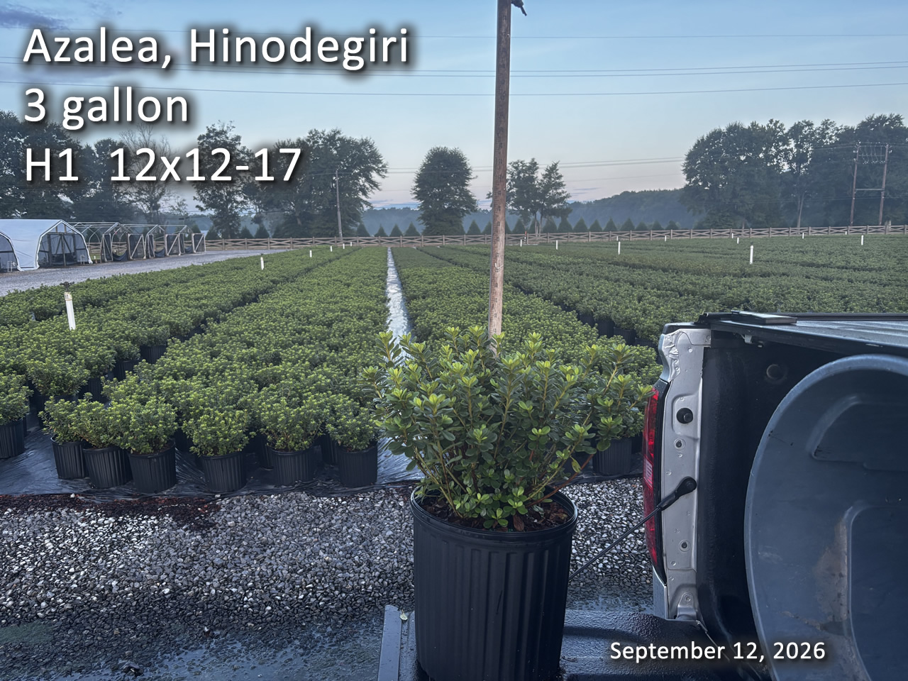 gallery/hino3 h1 sept12.jpg